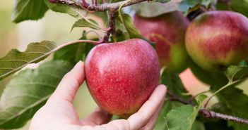 Exklusive Apfelsorte 'MagicStar' jetzt deutschlandweit bei EDEKA (Foto: EDEKA ZENTRALE Stiftung & Co. KG)